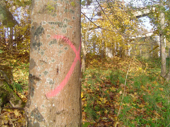 Pasmerkti nukirsti Šyšos upės pakrantės medžiai jau paženklinti raudonais dažais. (Liudo Mockaus nuotr.)
