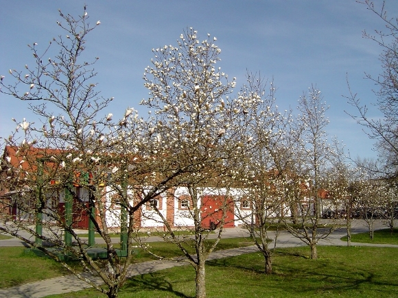 Oresto Lidžiaus nuotr.