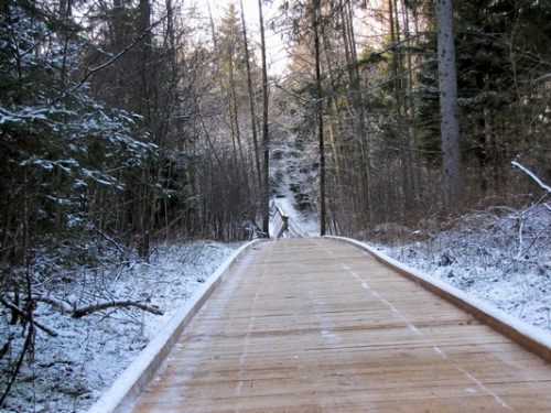 Šilutės miškų urėdijos nuotr.