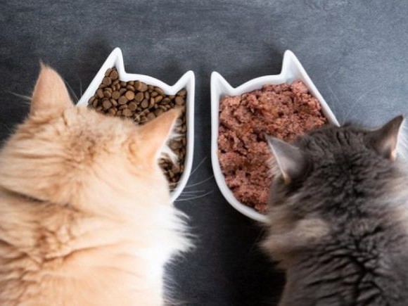 Ką turėtumėte žinoti apie kačių maisto rūšis ir jų pranašumus?